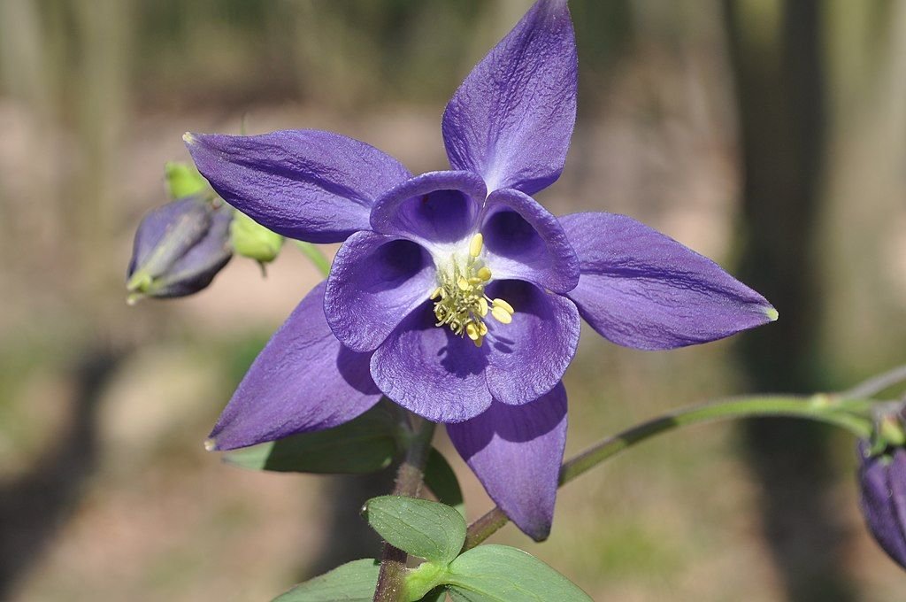Common columbine (Aquilegia vulgaris)