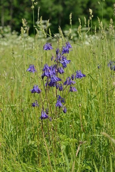 How to plant Common columbine (Aquilegia vulgaris)_1