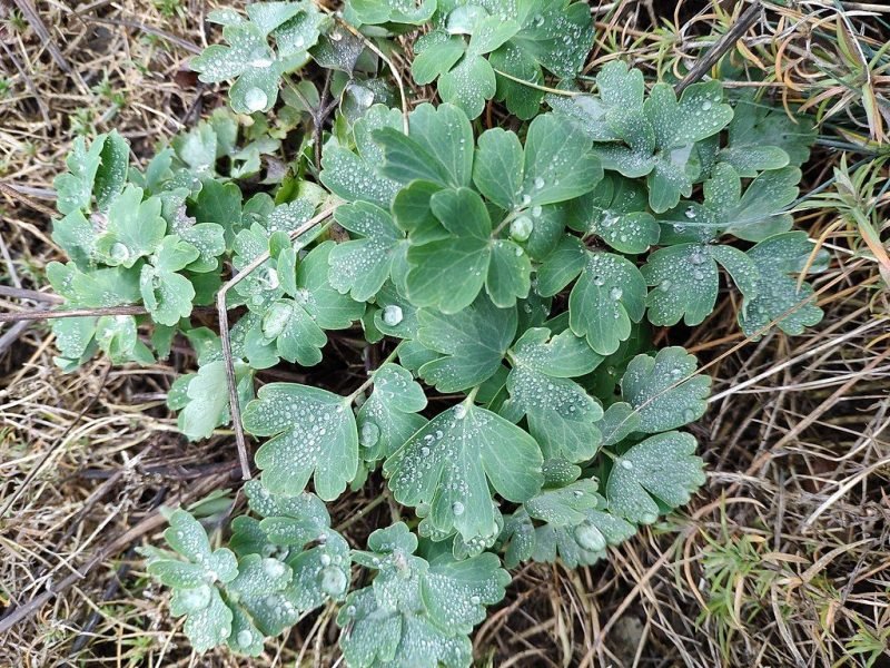 Where to plant Common columbine (Aquilegia vulgaris)_2