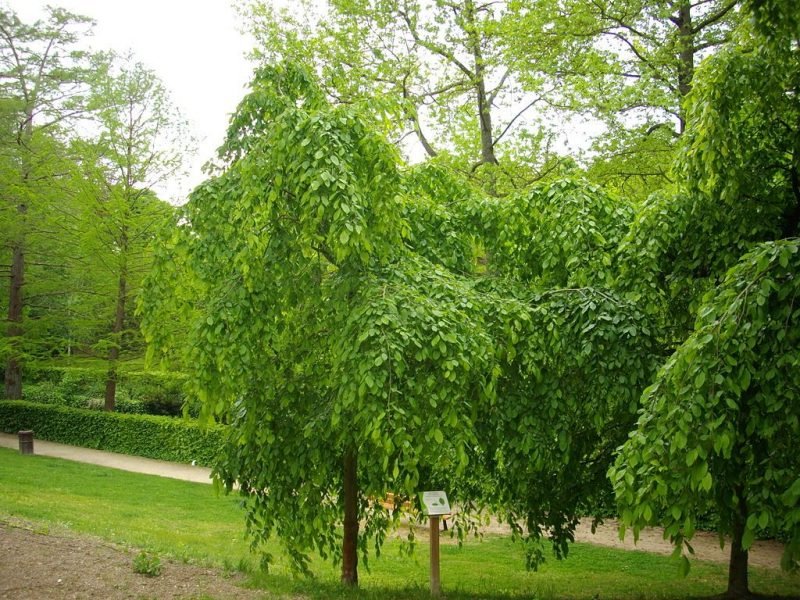 Common hornbeam 'Pendula' (Carpinus betulus 'Pendula')