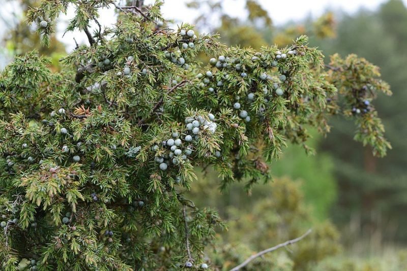 Common juniper (Juniperus communis)