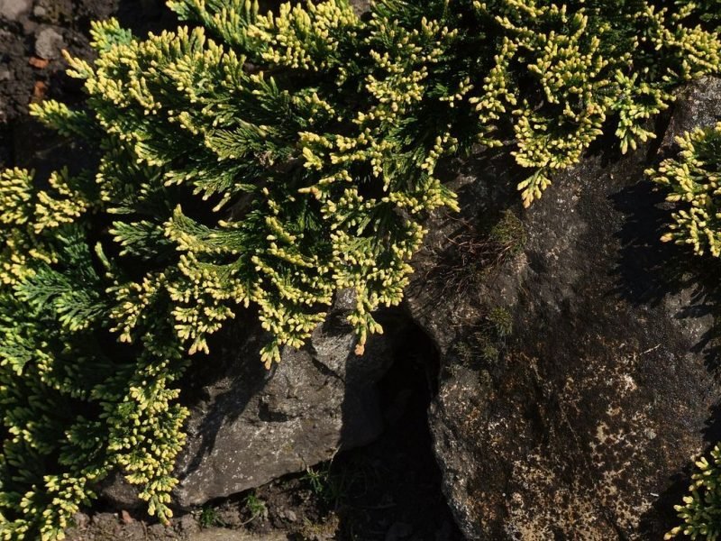 Creeping juniper 'Golden Carpet' (Juniperus horizontalis 'Golden Carpet')