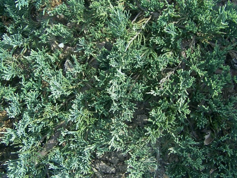 Creeping juniper 'Wiltonii' (Juniperus horizontalis 'Wiltonii')