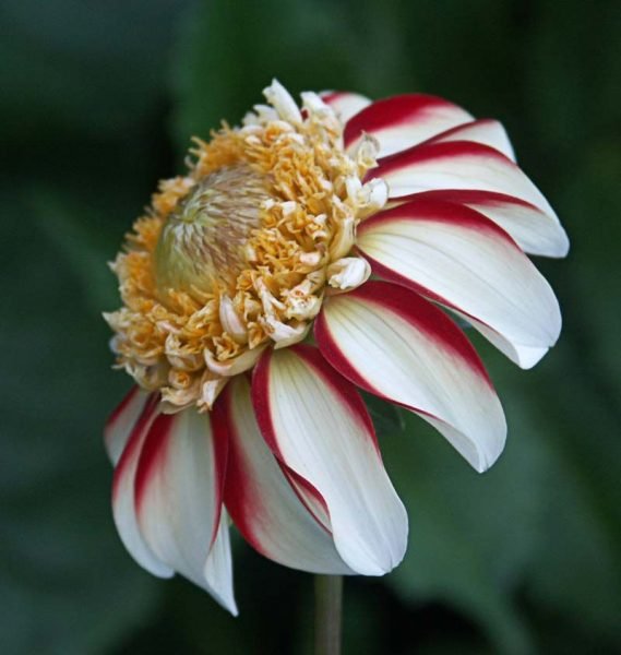 Dahlia 'Asahi Chohje' (Dahlia 'Asahi Chohje')