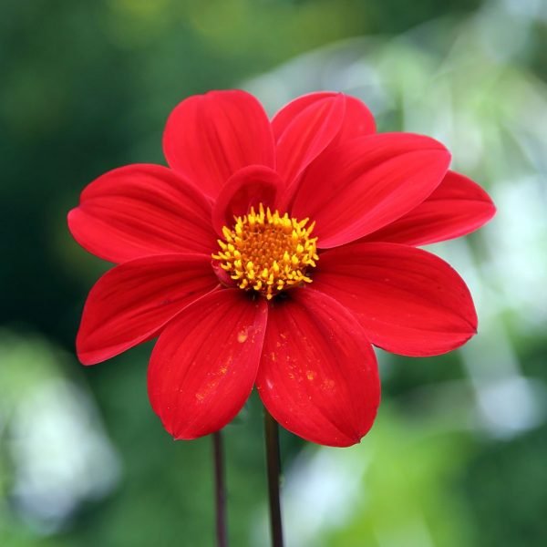 Dahlia 'Bishop of Auckland' (Dahlia 'Bishop of Auckland')