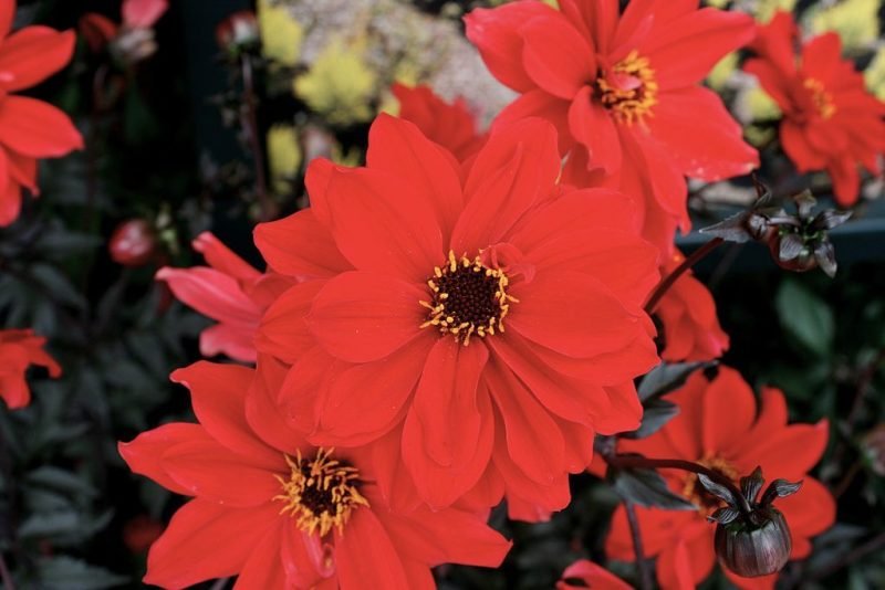 Dahlia 'Bishop of Llandaff' (Dahlia 'Bishop of Llandaff')
