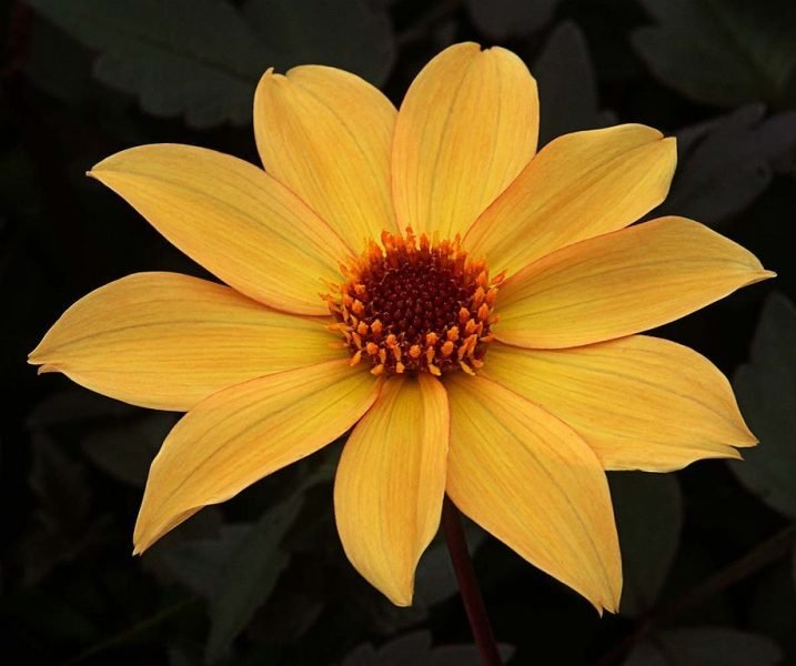 Dahlia 'Bishop of York' (Dahlia 'Bishop of York')