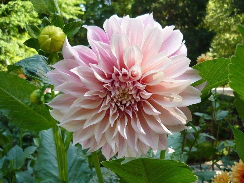 Dahlia 'Café au Lait' (Dahlia 'Café au Lait')