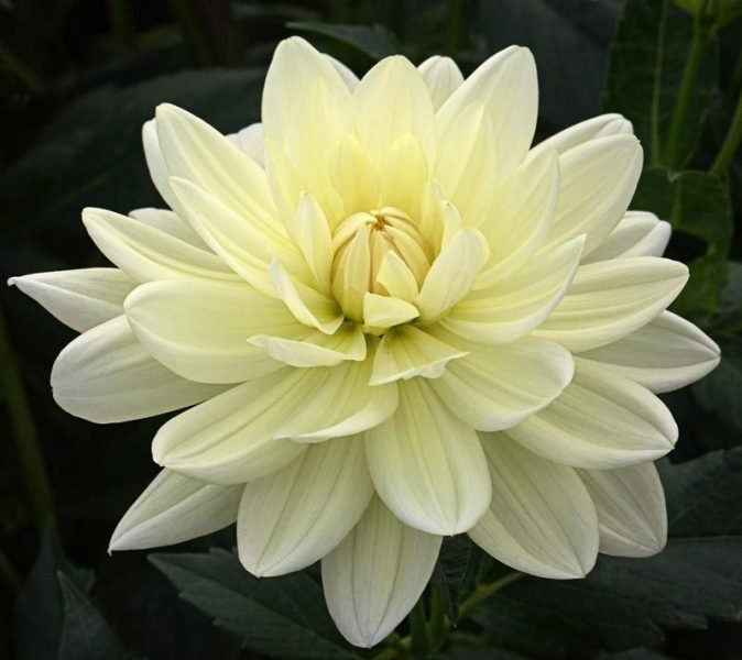 Dahlia 'Cameo' (Dahlia 'Cameo')