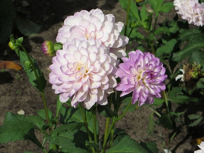 Dahlia 'Carolina Moon' (Dahlia 'Carolina Moon')