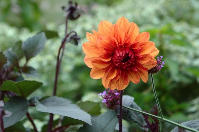 Dahlia 'David Howard' (Dahlia 'David Howard')