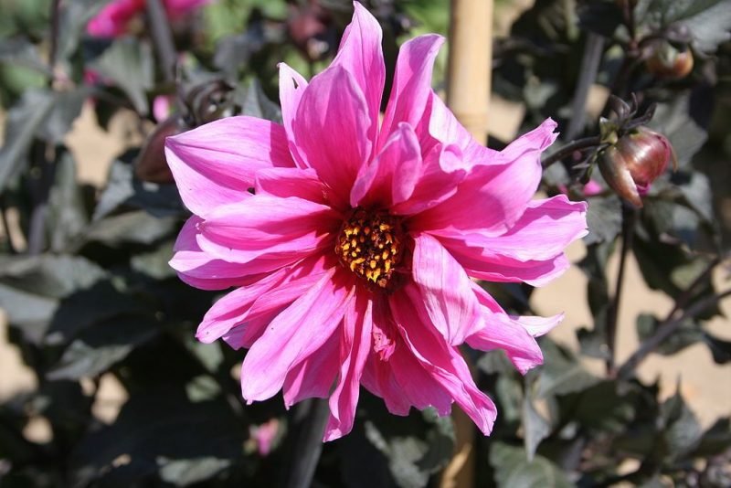 Dahlia 'Fascination' (Dahlia 'Fascination')
