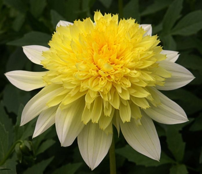 Dahlia 'Freya's Paso Doble' (Dahlia 'Freya's Paso Doble')