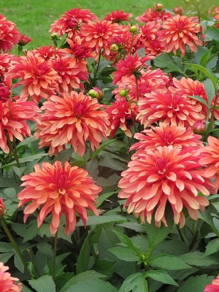 Dahlia 'Gallery Art Deco' (Dahlia 'Gallery Art Deco')