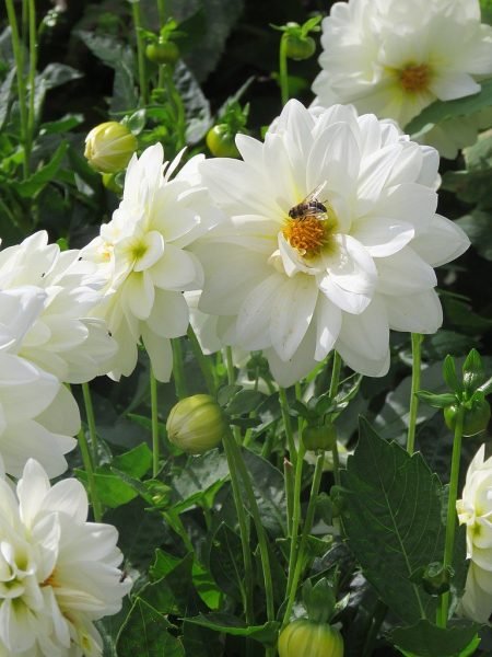 Dahlia 'Gallery Art Fair' (Dahlia 'Gallery Art Fair')