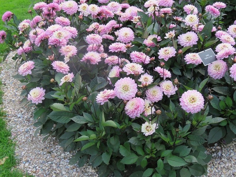 Dahlia 'Gallery La Tour' (Dahlia 'Gallery La Tour')