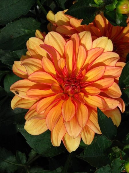 Dahlia 'Gallery Vincent' (Dahlia 'Gallery Vincent')
