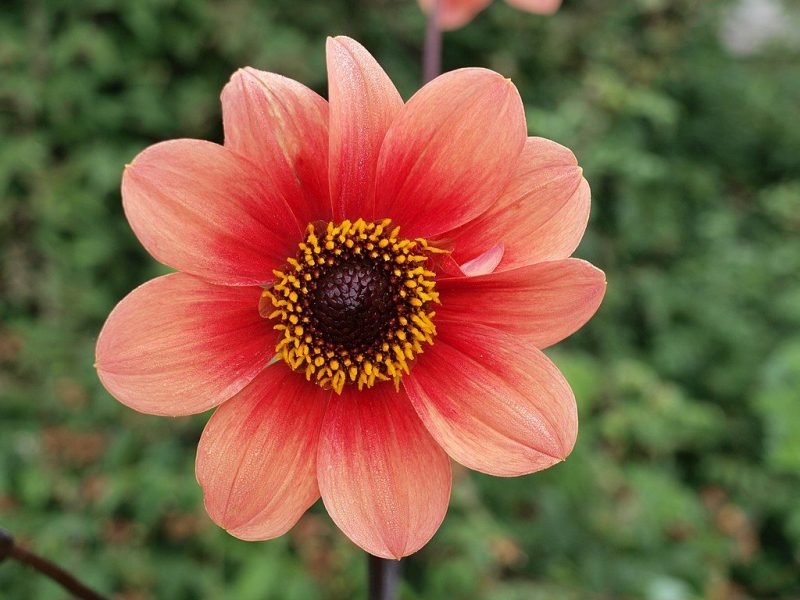 Dahlia [Happy Single Date] (Dahlia Happy Single Date = 'Hs Date')