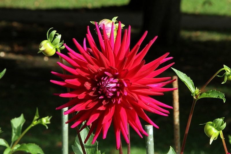 Dahlia 'Hillcrest Royal' (Dahlia 'Hillcrest Royal')