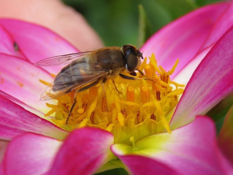 Dahlia 'Honka' (Dahlia 'Honka')