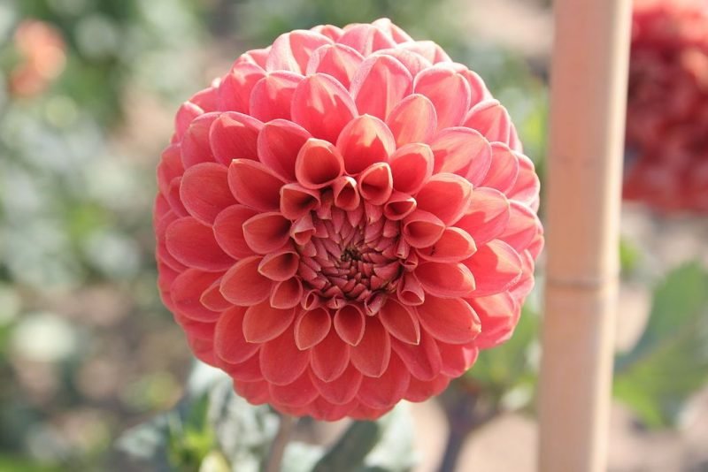 Dahlia 'Jomanda' (Dahlia 'Jomanda')