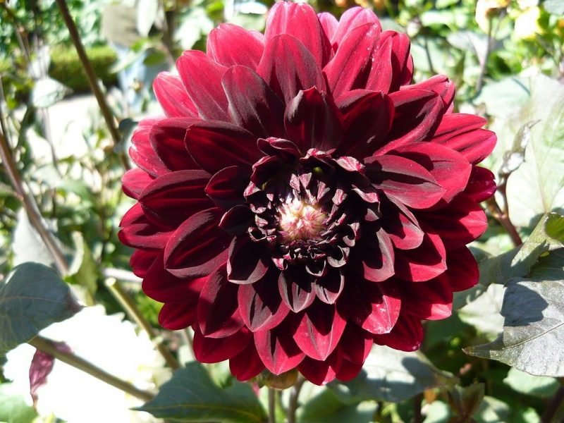Dahlia 'Karma Choc' (Dahlia 'Karma Choc')