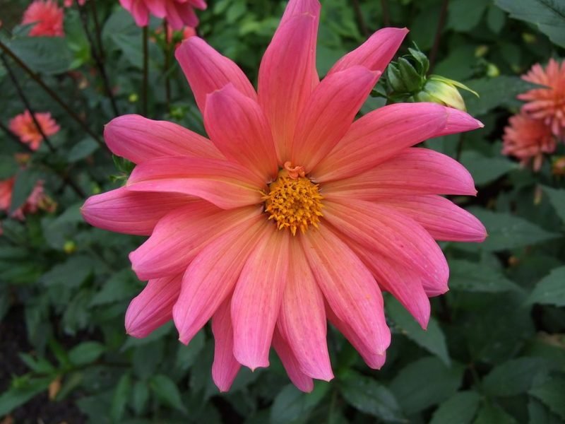 Dahlia 'Karma Fuchsiana' (Dahlia 'Karma Fuchsiana')