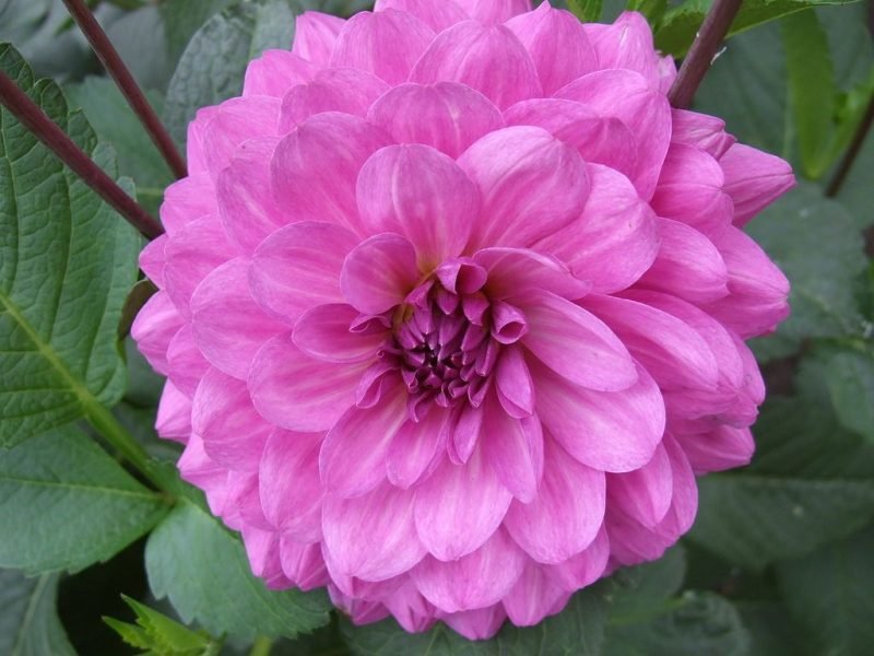 Dahlia 'Karma Lagoon' (Dahlia 'Karma Lagoon')