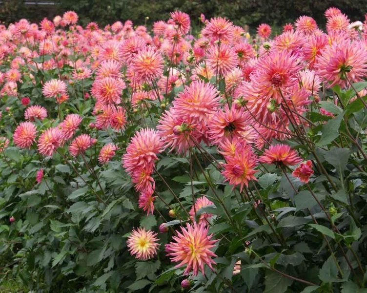 Dahlia 'Karma Sangria' (Dahlia 'Karma Sangria')