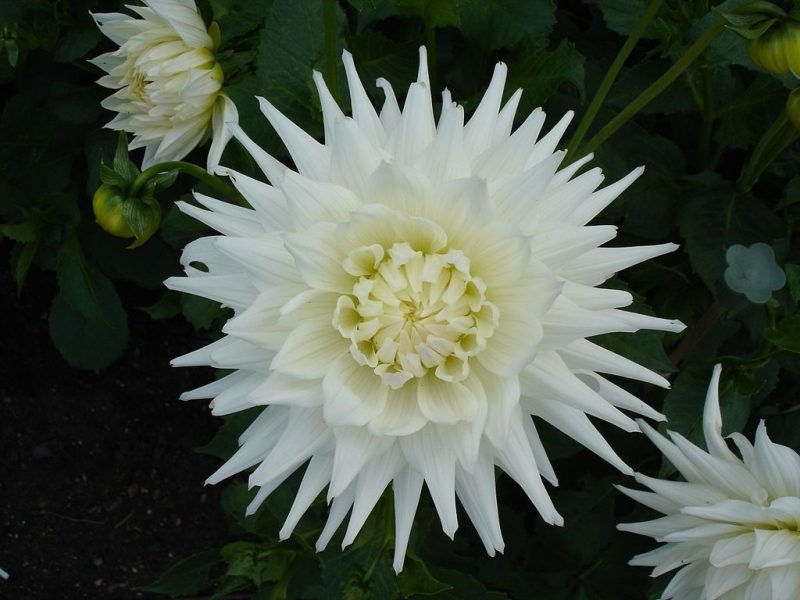 Dahlia 'Kenora Challenger' (Dahlia 'Kenora Challenger')