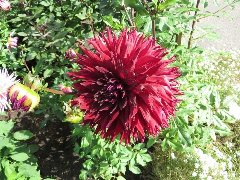 Dahlia 'Kenora Macop-B' (Dahlia 'Kenora Macop-b')