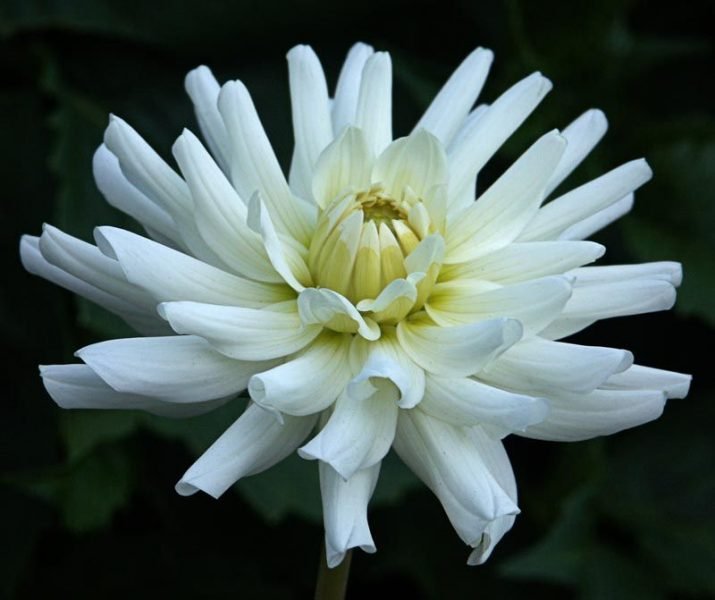 Dahlia 'Le Castel' (Dahlia 'Le Castel')
