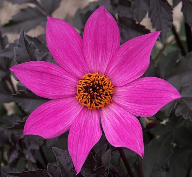 Dahlia 'Magenta Star' (Dahlia 'Magenta Star')