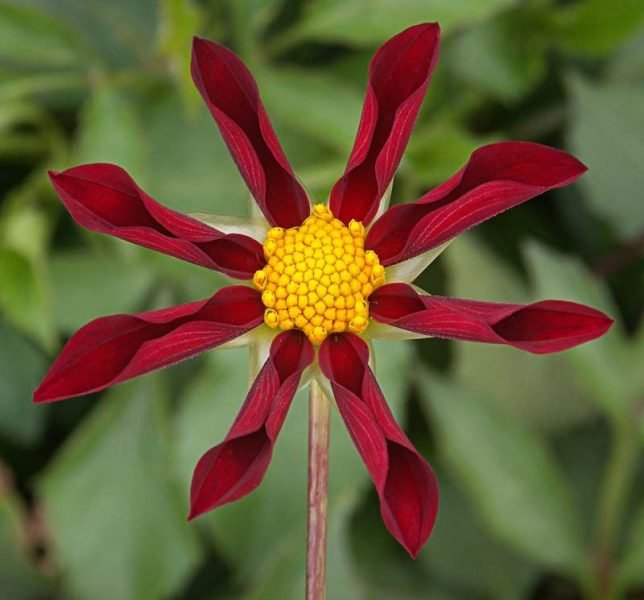 Dahlia 'Marie Schnugg' (Dahlia 'Marie Schnugg')