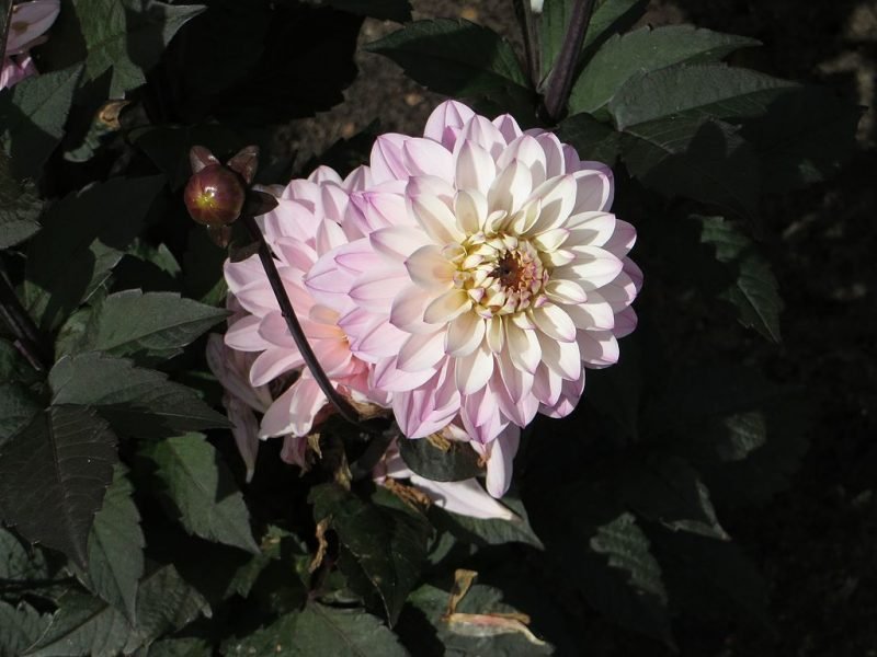 Dahlia 'Melody Harmony' (Dahlia 'Melody Harmony')