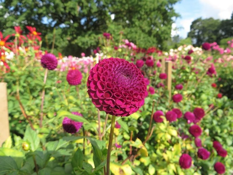 Dahlia 'Moor Place' (Dahlia 'Moor Place')