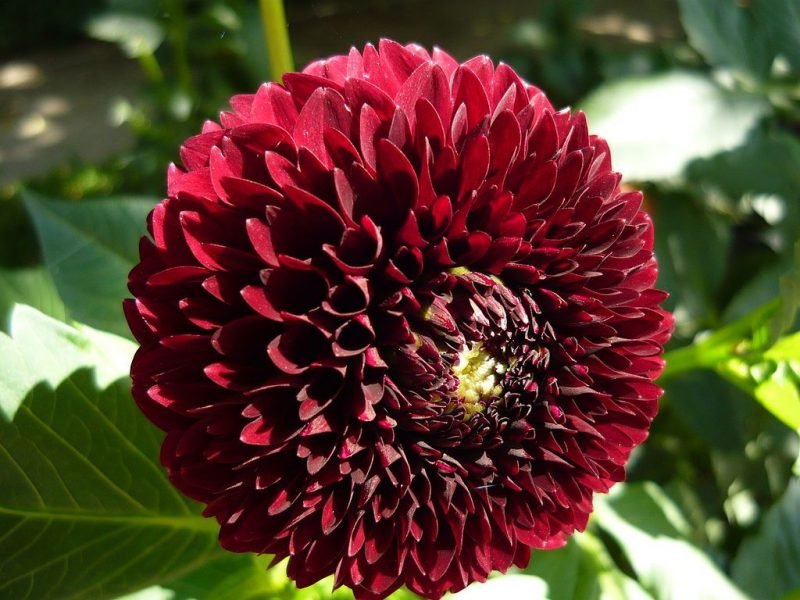 Dahlia 'Natal' (Dahlia 'Natal')