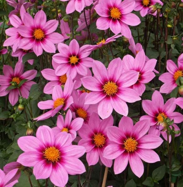 Dahlia 'Northwest Cosmos' (Dahlia 'Northwest Cosmos')