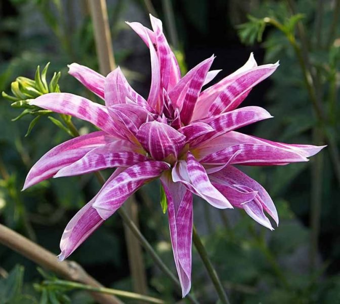 Dahlia 'Pink Giraffe' (Dahlia 'Pink Giraffe')