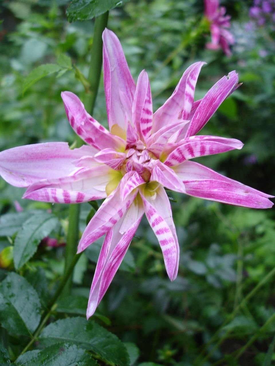Dahlia ‘Pink Giraffe’ - growing guides