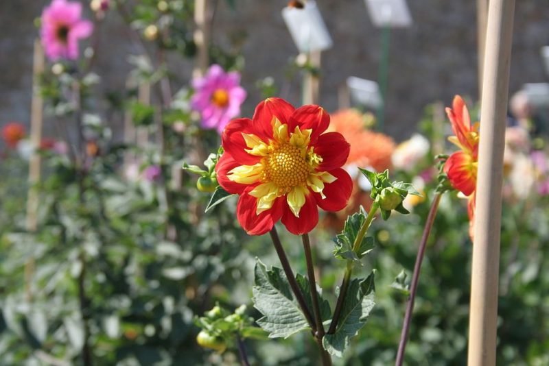Dahlia 'Pooh - Swan Island' (Dahlia 'Pooh - Swan Island')