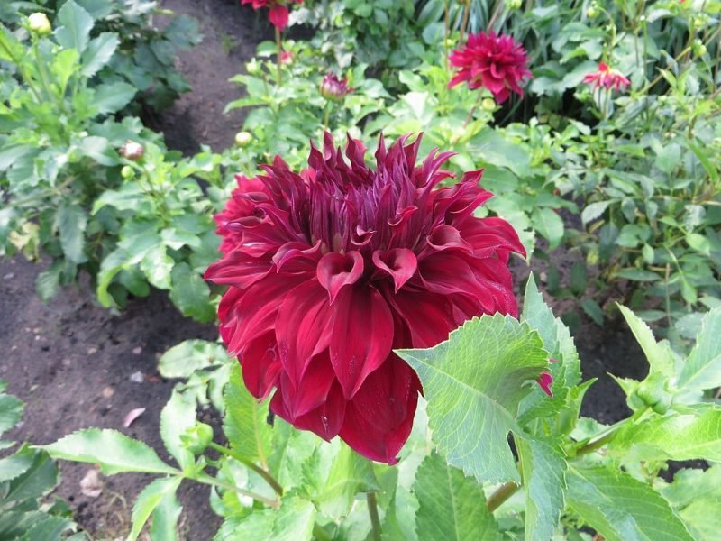Dahlia 'Spartacus' (Dahlia 'Spartacus' Senior)
