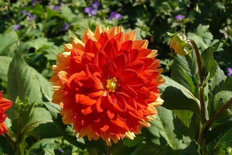 Dahlia 'Stadt Spremberg' (Dahlia 'Stadt Spremberg')