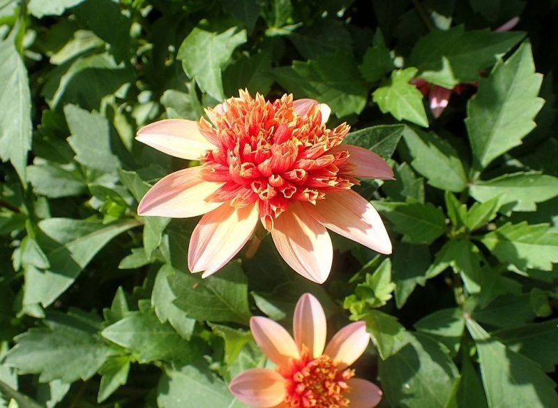 Dahlia 'Totally Tangerine' (Dahlia 'Totally Tangerine')