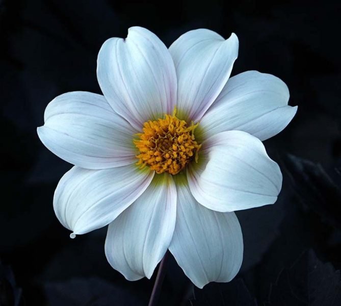 Dahlia 'Twyning's After Eight' (Dahlia 'Twyning's After Eight')