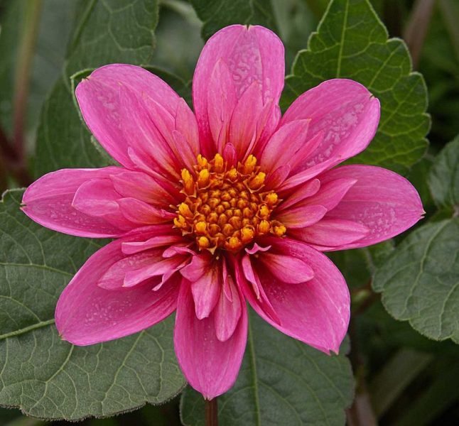 Dahlia 'Twyning's Pink Fish' (Dahlia 'Twyning's Pink Fish')