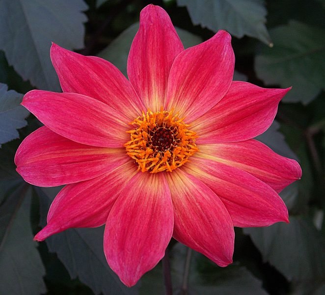 Dahlia 'Twyning's Revel' (Dahlia 'Twyning's Revel')