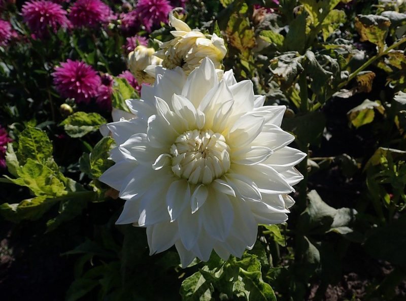 Dahlia 'White Alva's' (Dahlia 'White Alva's')