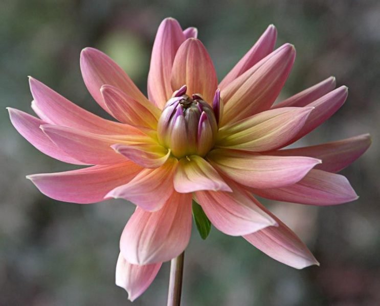 Dahlia 'Yelno Harmony' (Dahlia 'Yelno Harmony')