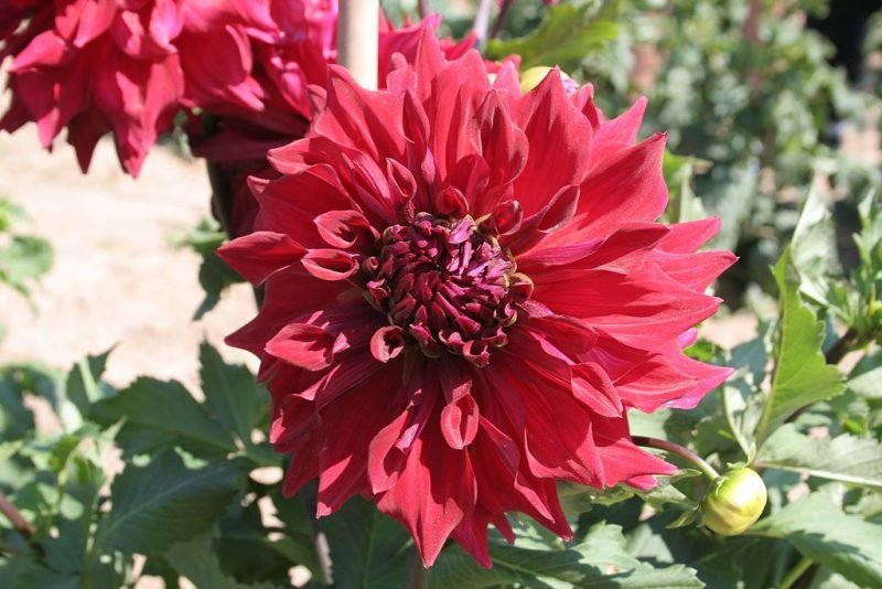Dahlia 'Zorro' (Dahlia 'Zorro')